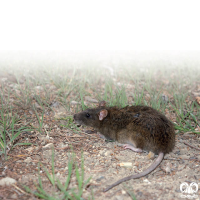 گونه موش قهوه‌ای Brown rat